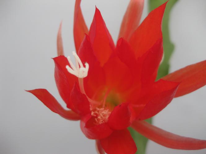 Epicactus-Hybriden Friedrich Adolph Haage jr. 