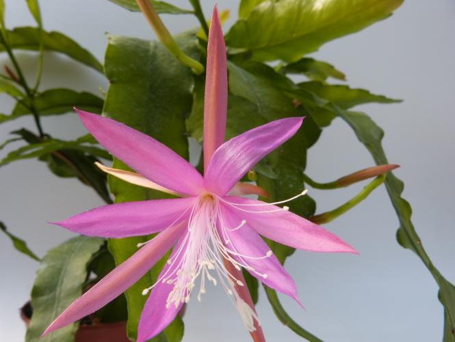 Epicactus-Hybriden Frühlingsanfang 