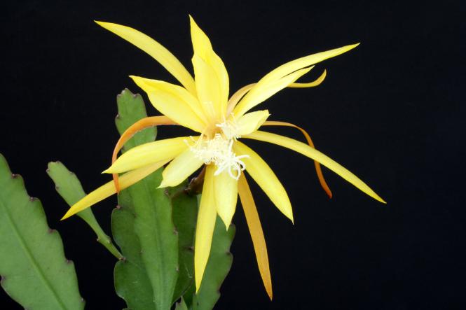 Epicactus-Hybriden Frühlingsfreude 