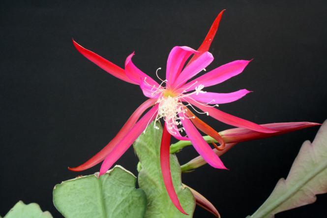 Epicactus-Hybriden Frühlingspracht 