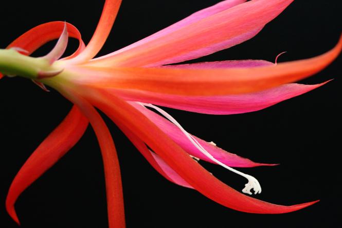 Epicactus-Hybriden Frühlingsrauschen 