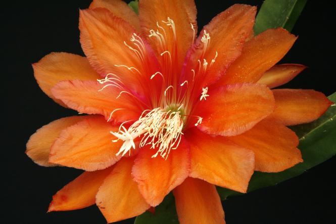 Epicactus-Hybriden Garland OBarr 