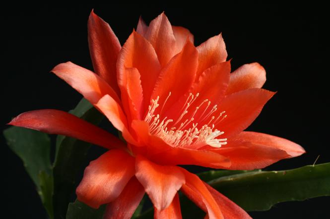 Epicactus-Hybriden Generiis 