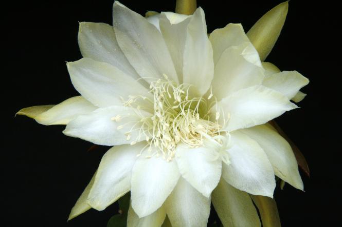 Epicactus-Hybriden Georges Triumph 