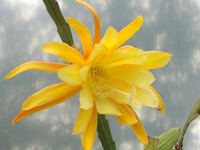 Epicactus-Hybriden Going Bananas 