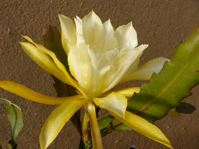 Epicactus-Hybriden Gold Medal 