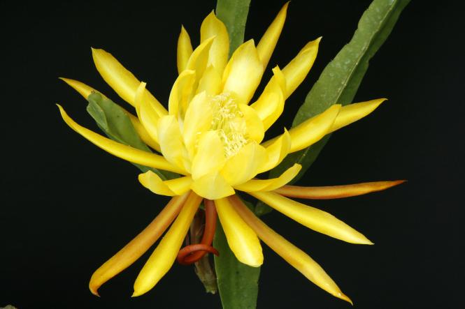 Epicactus-Hybriden Golden Octopus 