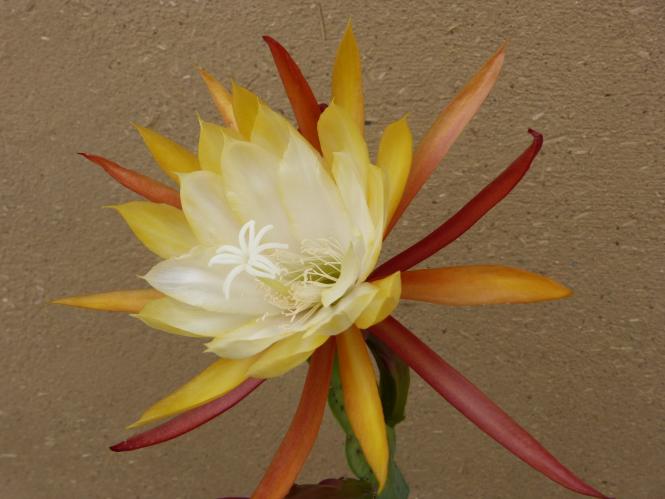 Epicactus-Hybriden Grand Empress 