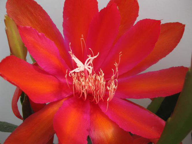 Epicactus-Hybriden Haleakala 