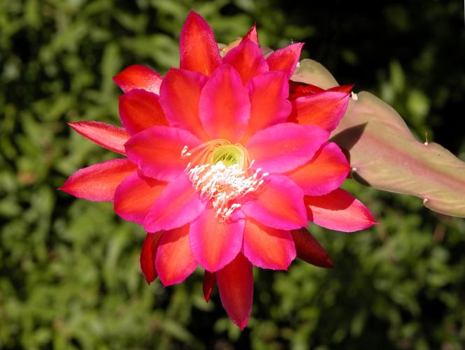 Epicactus-Hybriden Hans Herick ESA13000 