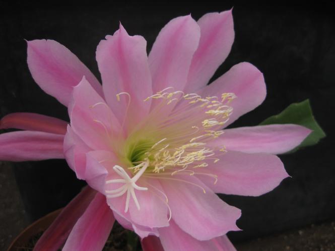 Epicactus-Hybriden Hans Wurzbacher 