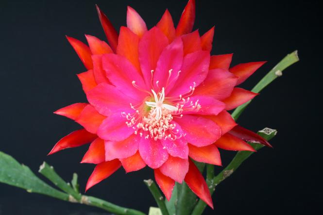 Epicactus-Hybriden Hearth Fire 