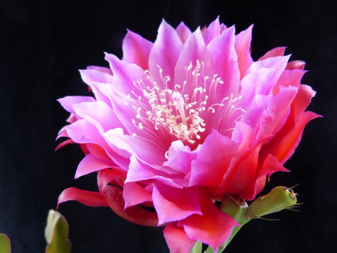 Epicactus-Hybriden Heaven Sent 