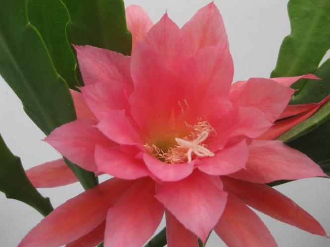 Epicactus-Hybriden Heidi Paetz 