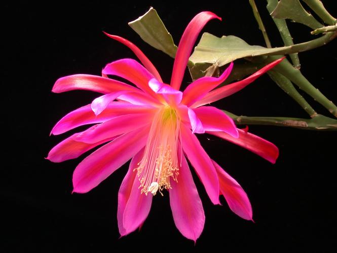 Epicactus-Hybriden Hermosissimus 