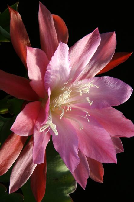 Epicactus-Hybriden Hidden Love 