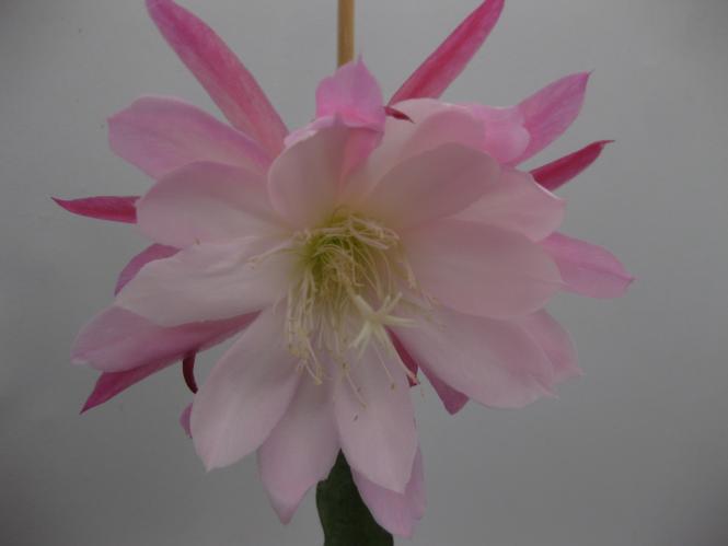 Epicactus-Hybriden High Fashion 