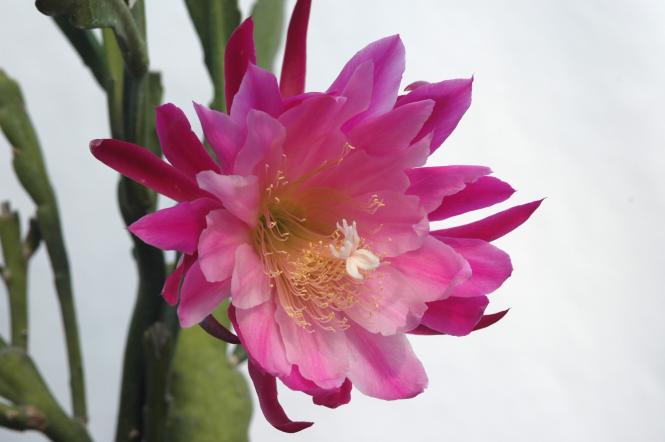 Epicactus-Hybriden Himmelsauge 