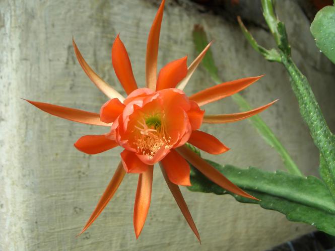 Epicactus-Hybriden Holly Wells 