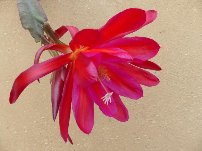 Epicactus-Hybriden Homer 