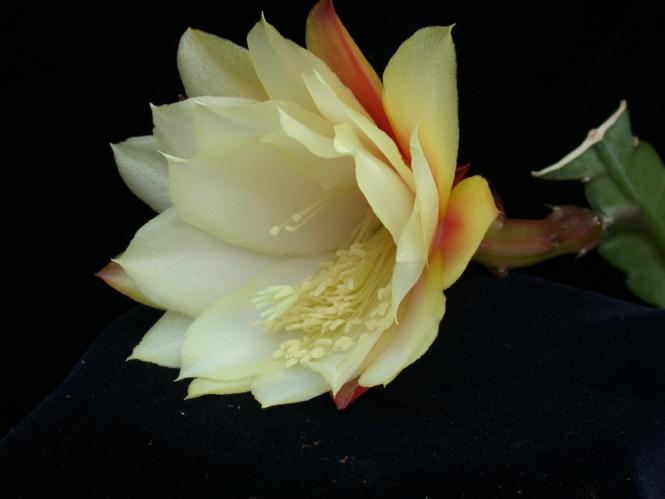 Epicactus-Hybriden Honey Bear 