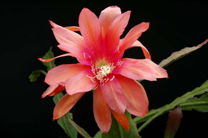 Epicactus-Hybriden Honeycomb 