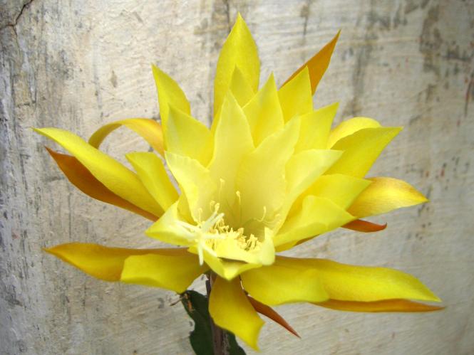 Epicactus-Hybriden Hum Dinger 