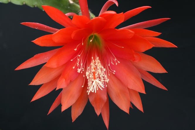 Epicactus-Hybriden Hungaria 