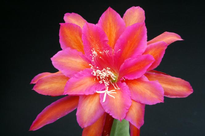 Epicactus-Hybriden Impossible Dream 