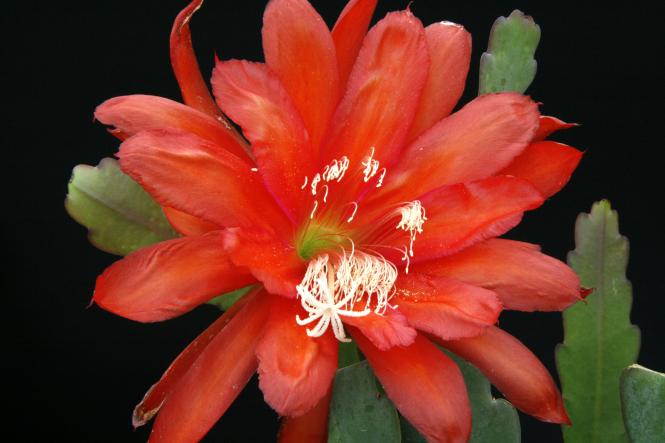 Epicactus-Hybriden Indian Fox 