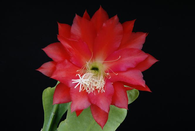 Epicactus-Hybriden Iris Paetz 