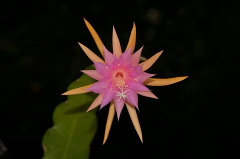 Epicactus-Hybriden Jalisco Cheer ESA14624 