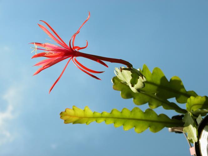 Epicactus-Hybriden Jalisco Disco ESA13176 