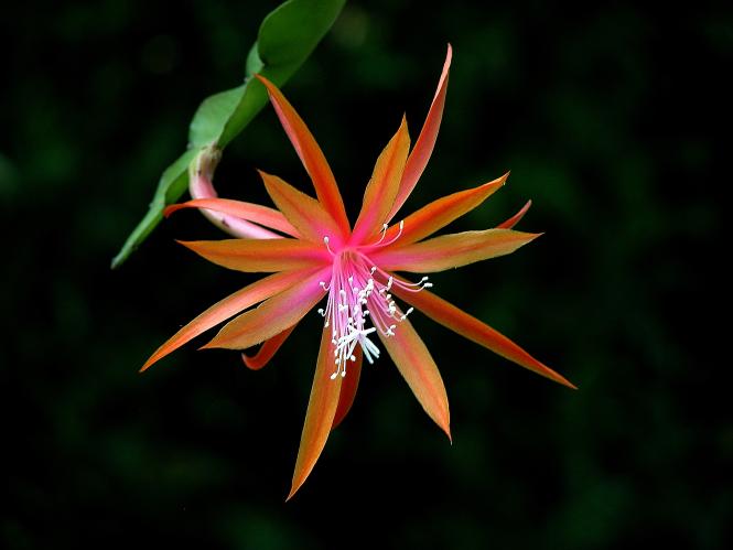 Epicactus-Hybriden Jalisco Joy ESA13405 