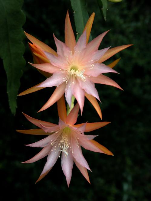 Epicactus-Hybriden Jalisco Queen ESA13407 