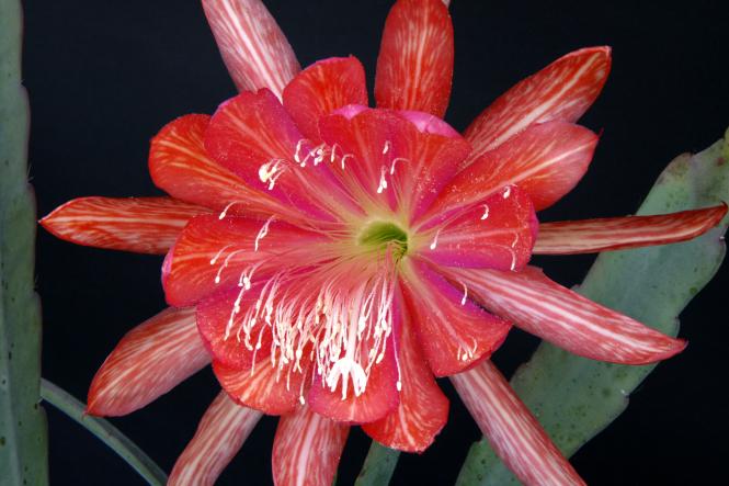 Epicactus-Hybriden Jamboree 