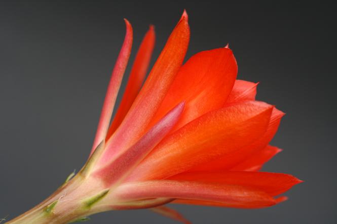 Epicactus-Hybriden Jana Paetz 