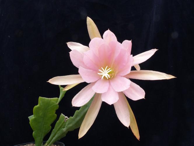 Epicactus-Hybriden Jenkinsonii 