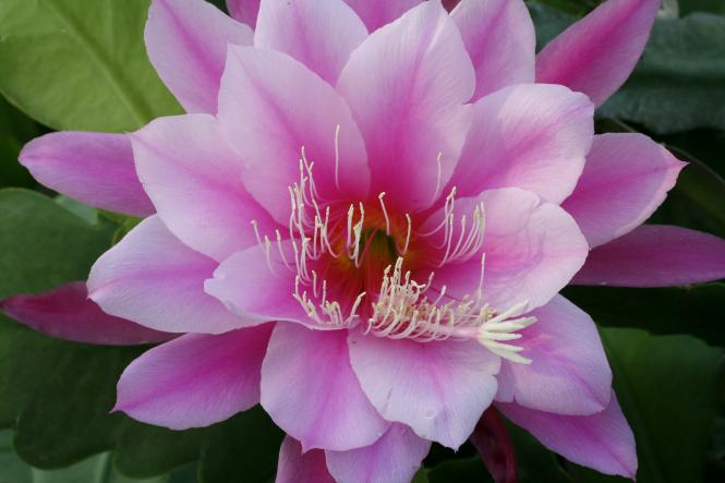 Epicactus-Hybriden Jeris Jubilee 