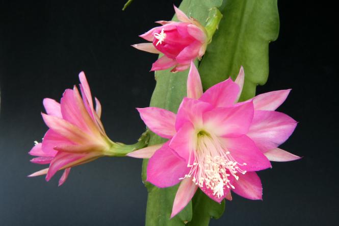 Epicactus-Hybriden Jette Paetz 