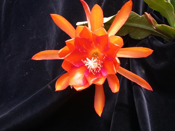 Epicactus-Hybriden Joan Daniel 