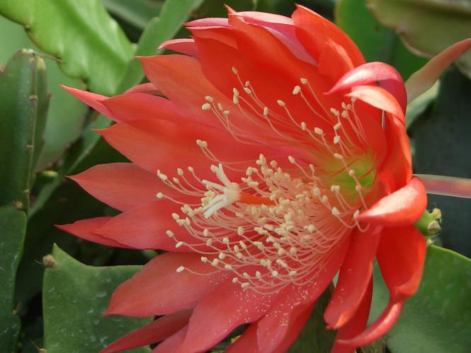 Epicactus-Hybriden Johann Strauß 