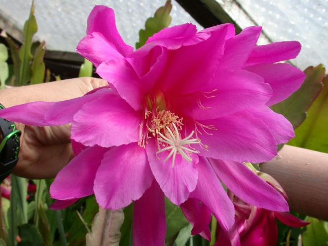 Epicactus-Hybriden Jolly Roger 