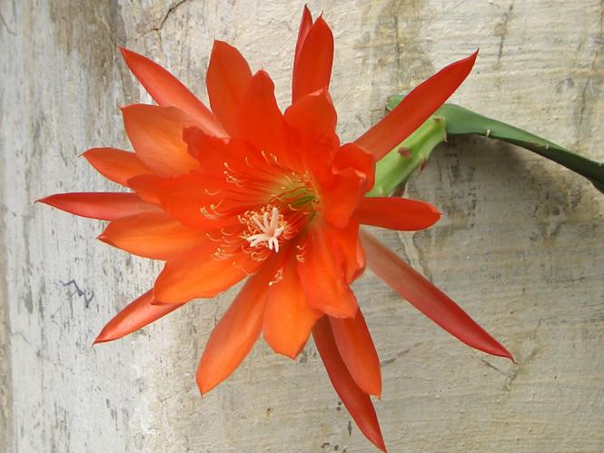 Epicactus-Hybriden Joseph de Laet 