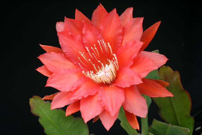 Epicactus-Hybriden Joseph Teerhaag 