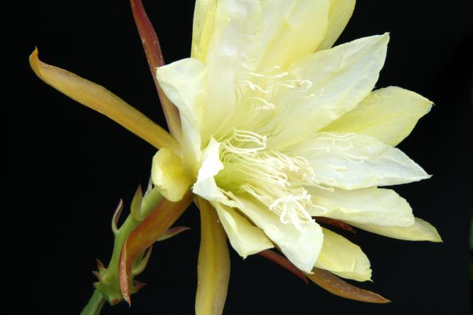 Epicactus-Hybriden Judy C. 