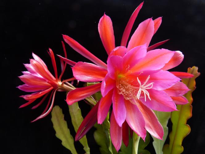 Epicactus-Hybriden June Bride 