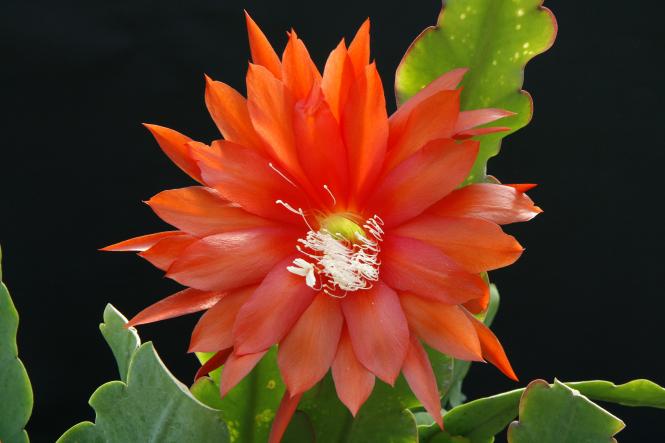 Epicactus-Hybriden Juwel 