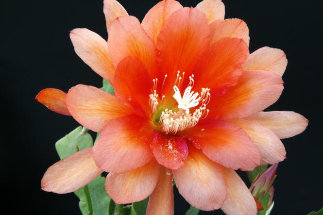 Epicactus-Hybriden Kärnten 