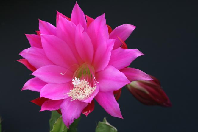 Epicactus-Hybriden Käthe Förster 